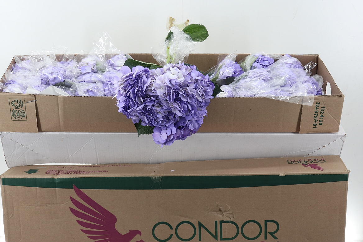 Hydrangea 60cm 15Ø