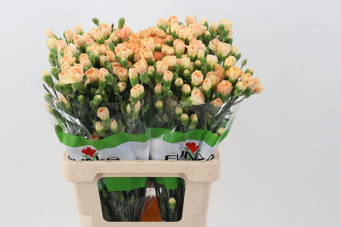 Dianthus Spr 60cm