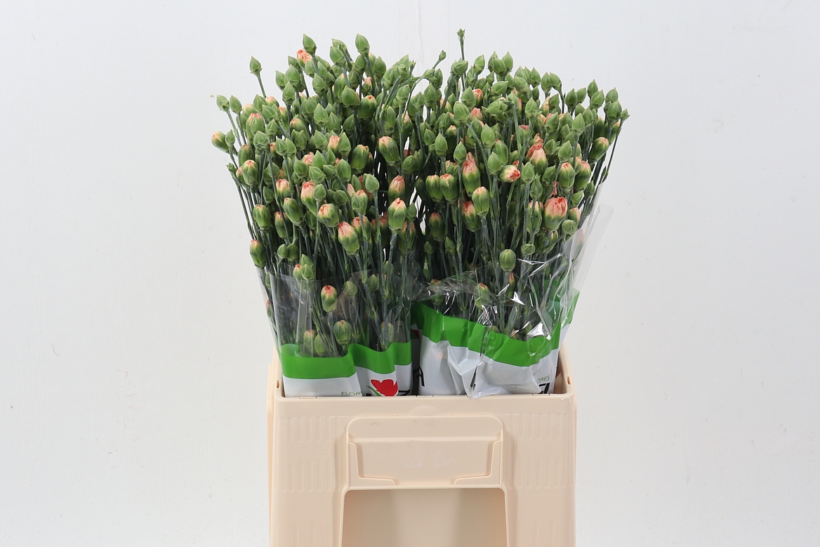 Dianthus Spr 60cm