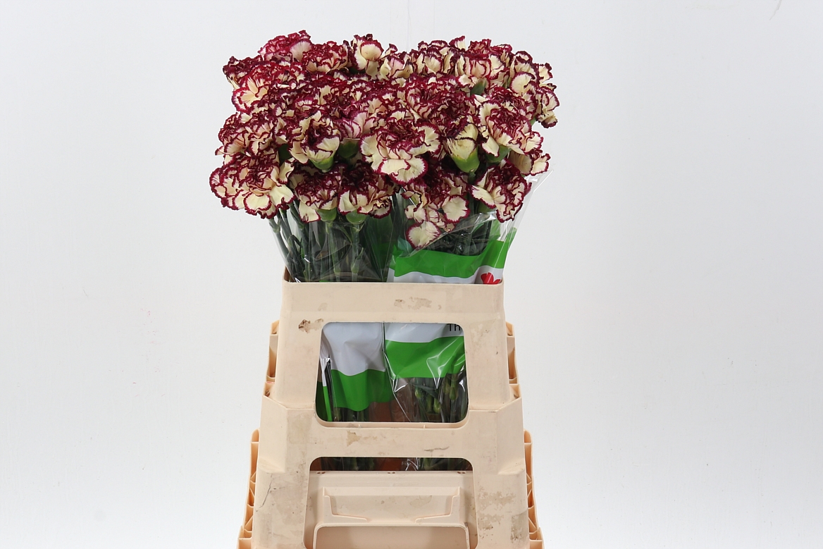 Dianthus St 60cm