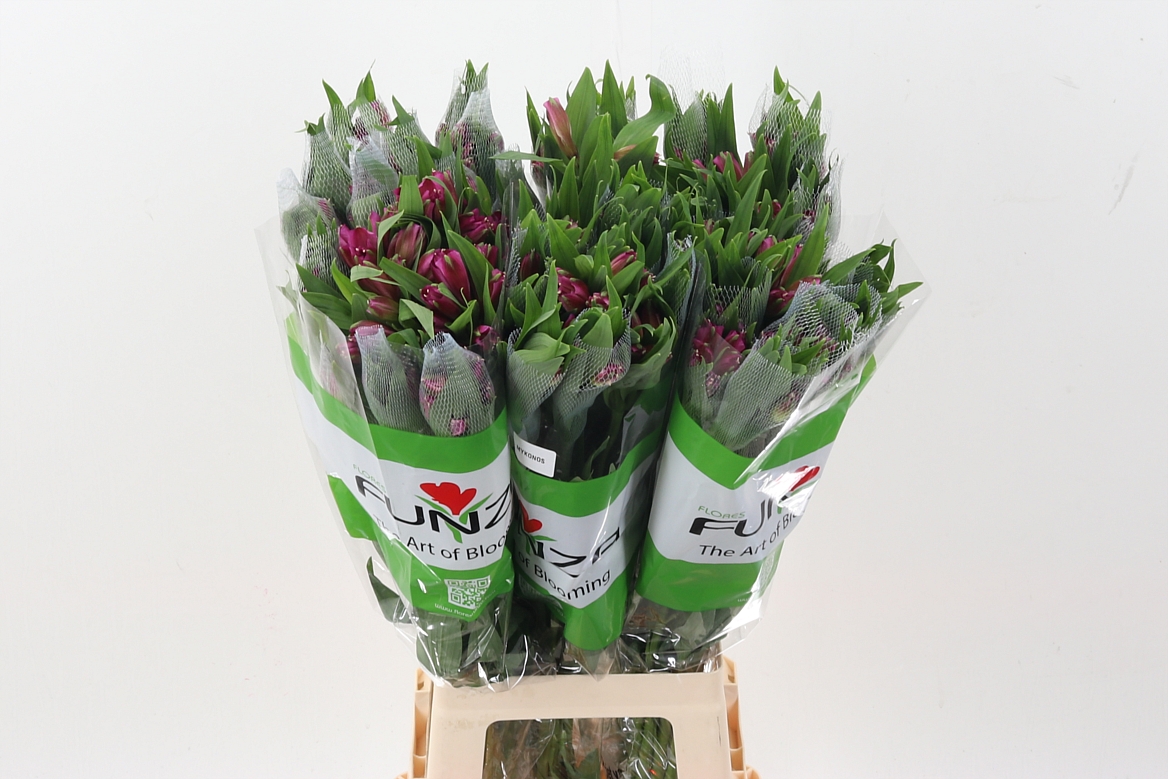 Alstr 80cm 65gram