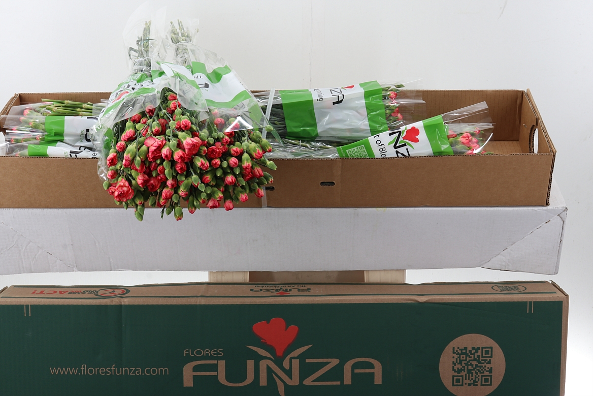Dianthus Spray Fire Flame 65cm