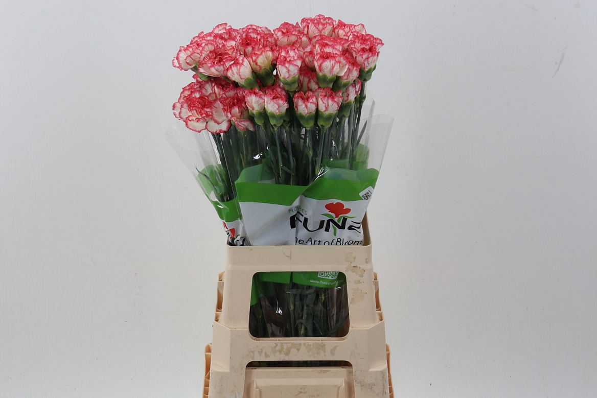 Dianthus Single Happy Conference 70cm