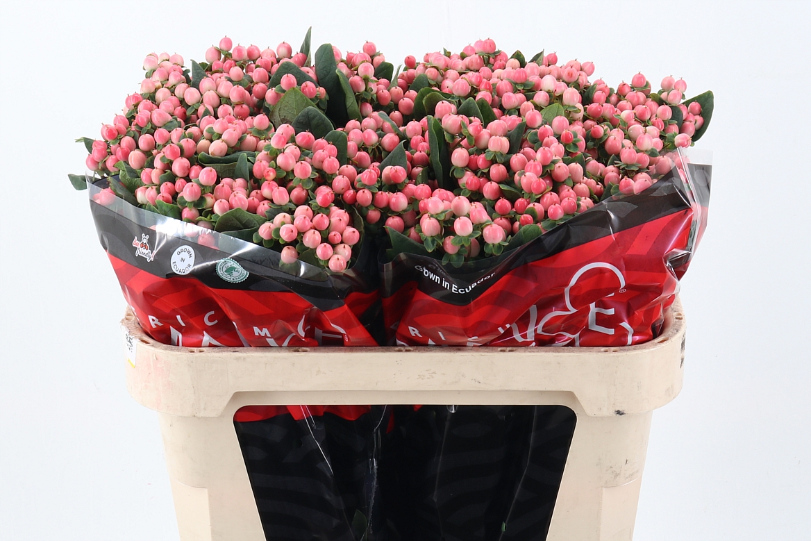 Hyp Lovely Romance Spray 70cm