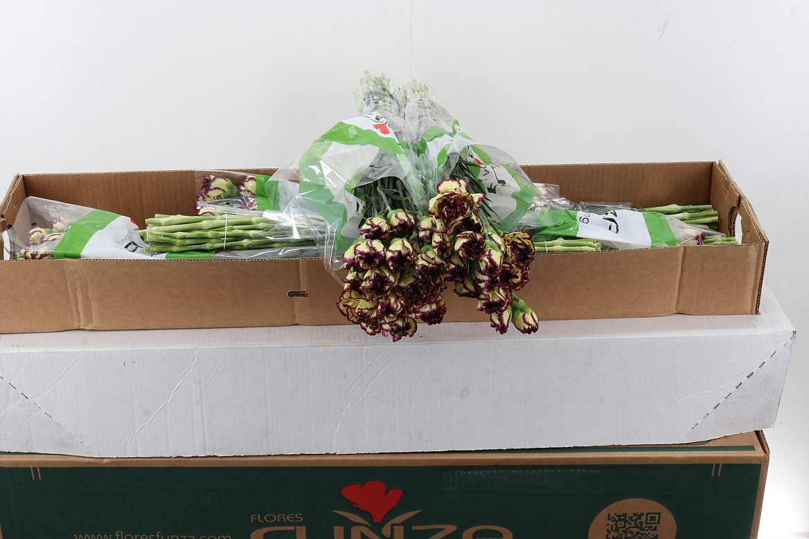 Di St Extravaganza Box