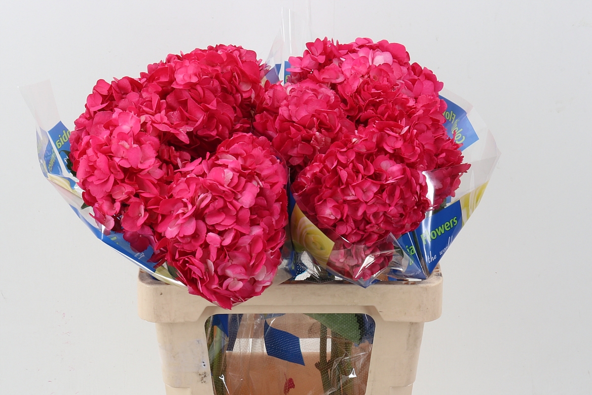Hydrangea Raspberry 60cm 15cm Hd
