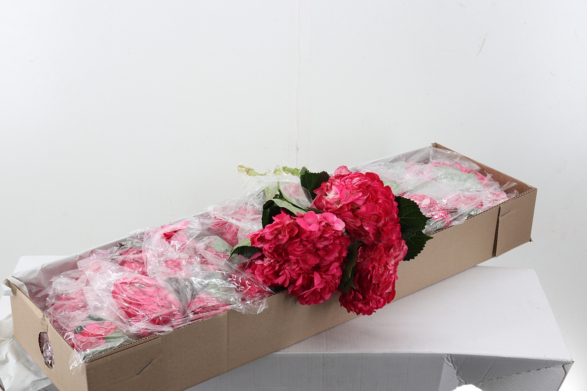 Hydr Raspberry Tinted Sel Box
