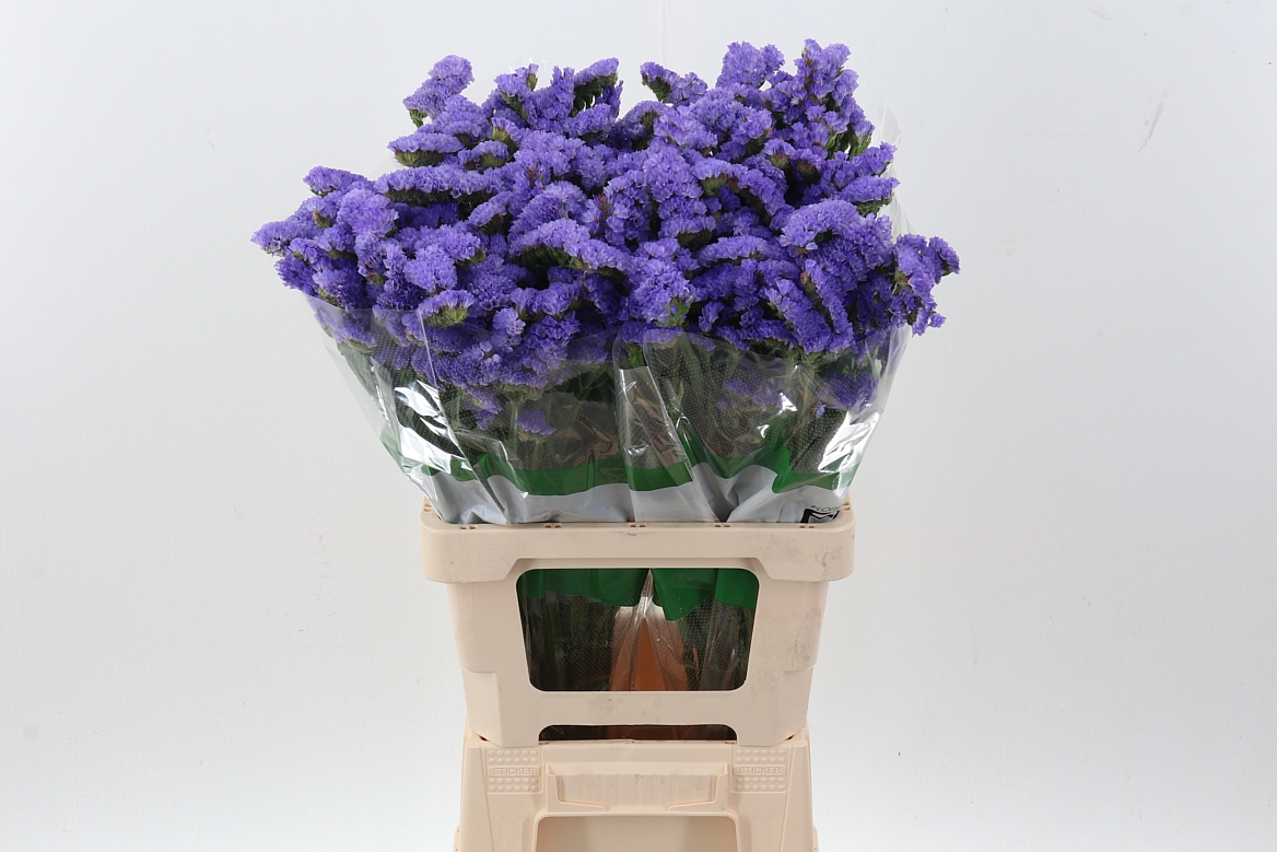 Lim S Marina Violet