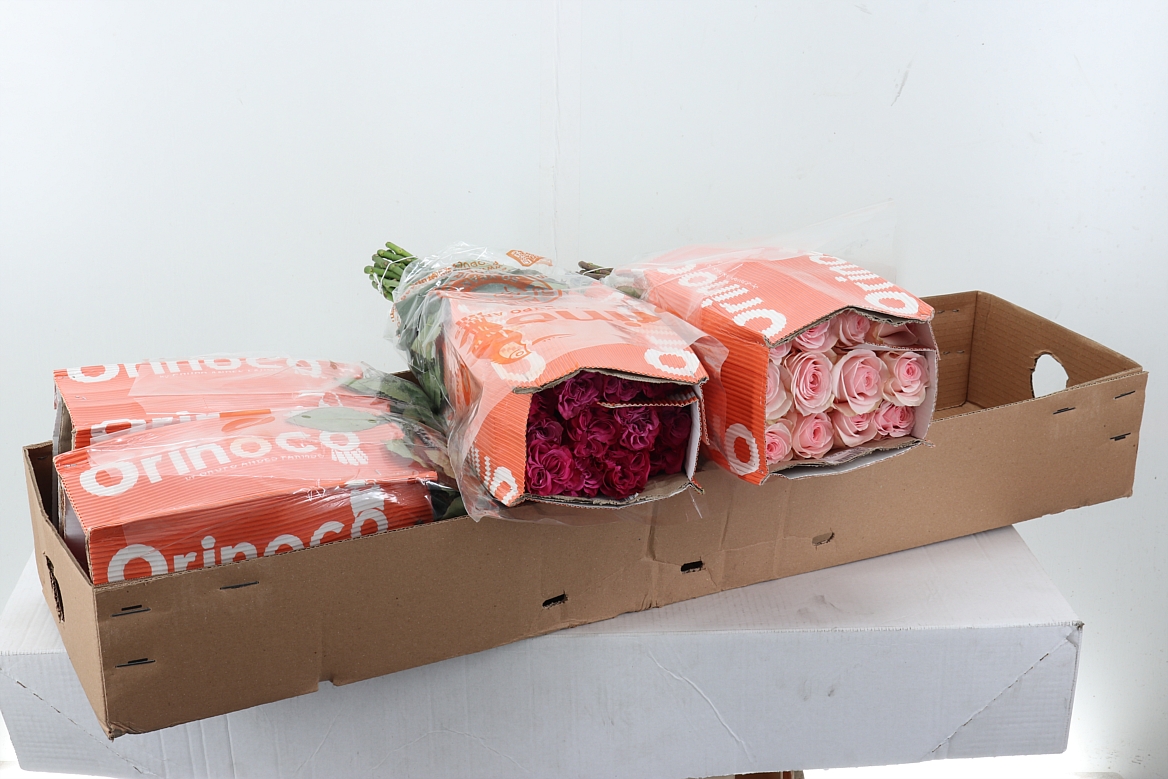 Rosa Mixed 50cm