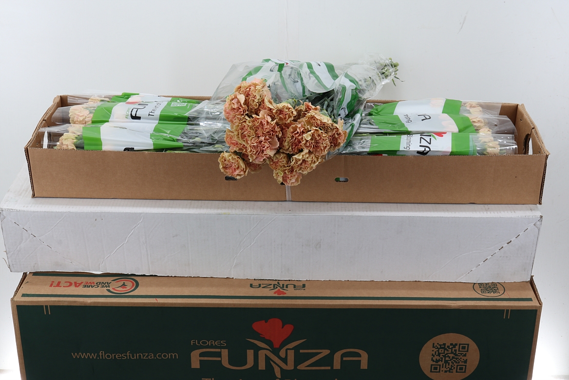 Dianthus Single Ambar 70cm