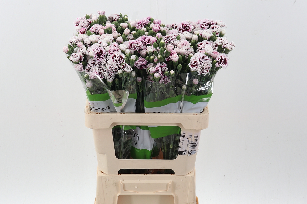 Di Fiorino Kampa