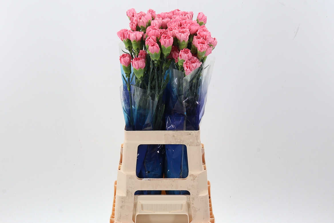 Di St Pink Ikebana Hi