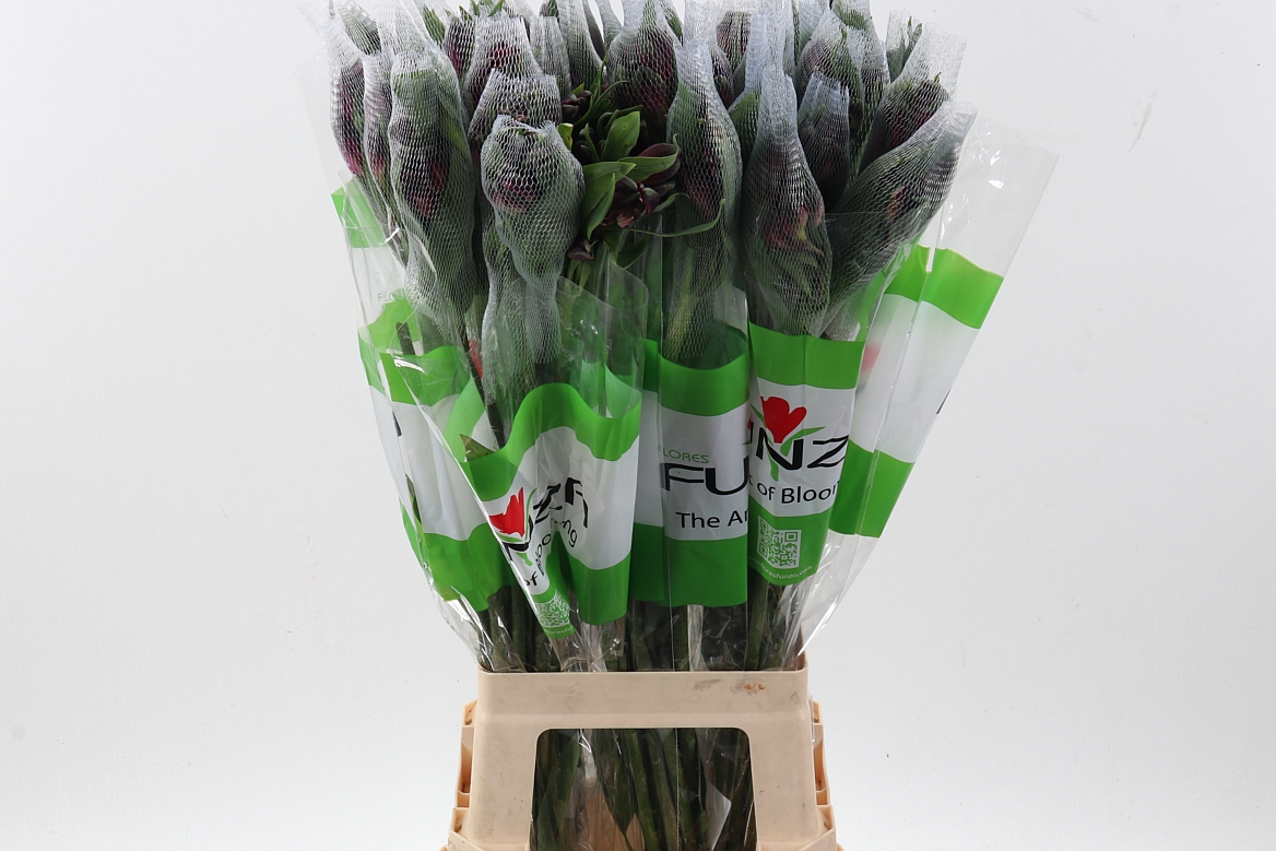 Alstr 80cm 65gram