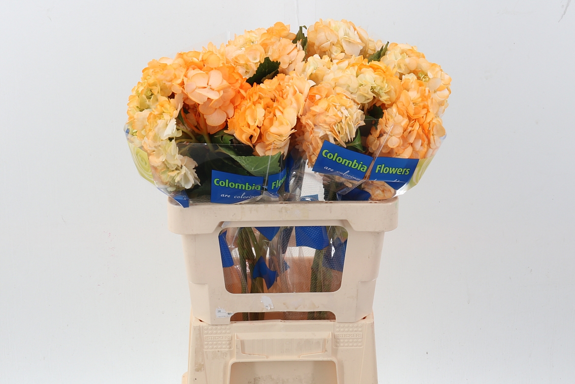 Hydrangea 60cm 15Ø