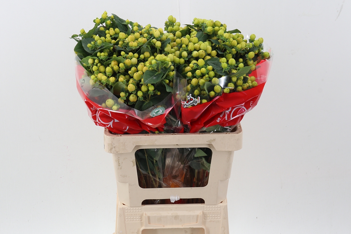 Hypericum Smiley Romance 70cm