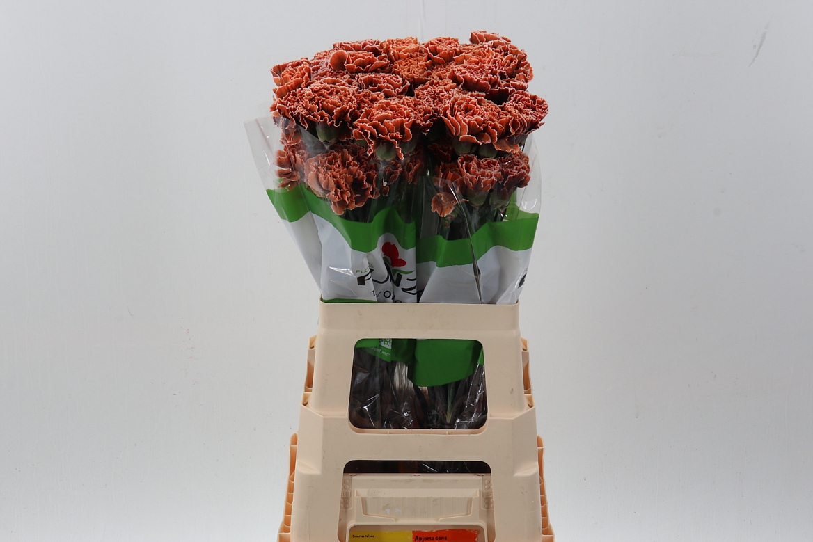 Dianthus St Painted 70cm