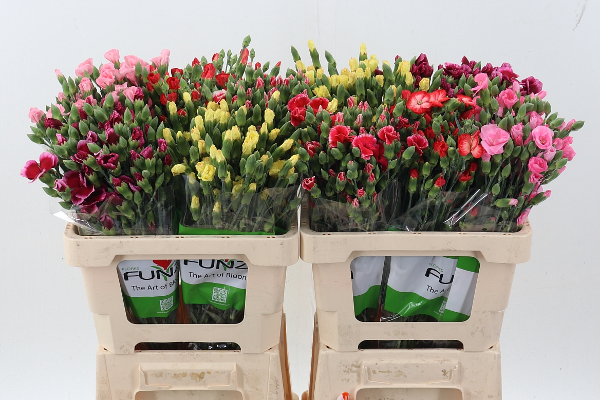 Dianthus Spr Solomio Mixed In Bucket 60cm