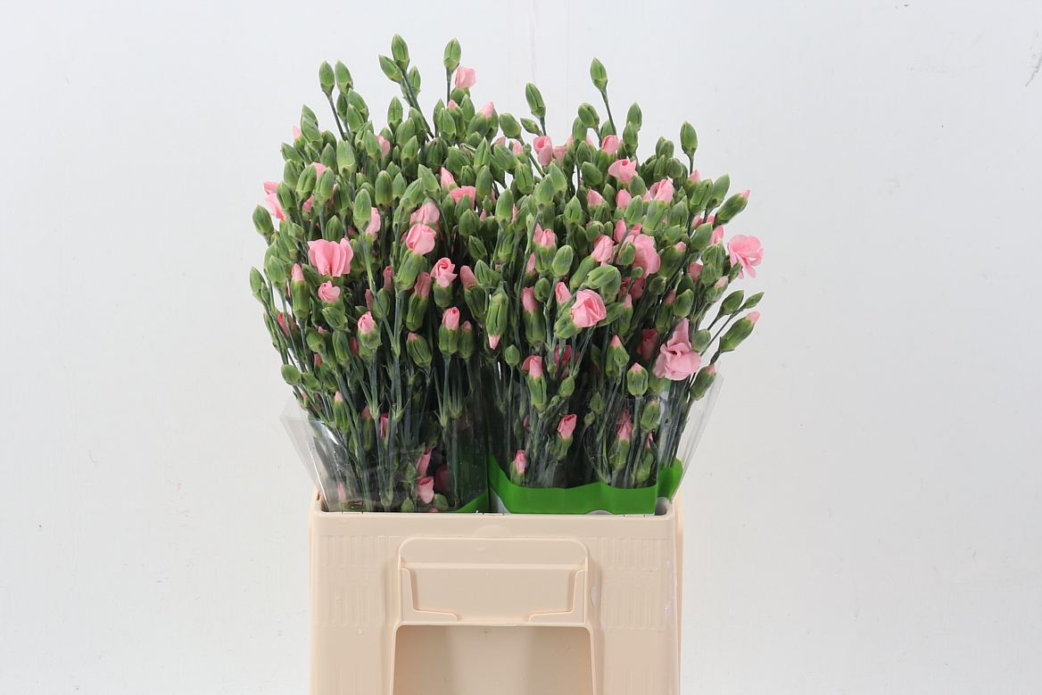 Dianthus Spr 60cm