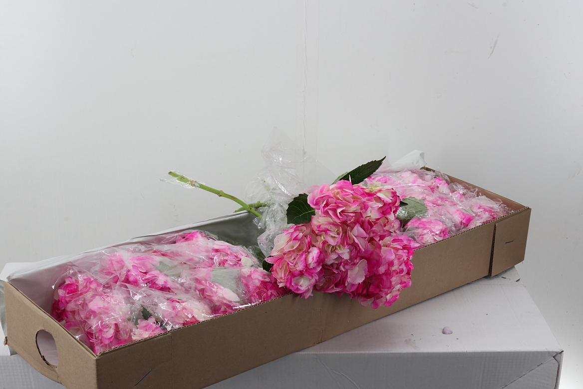 Hydrangea 60cm 15Ø