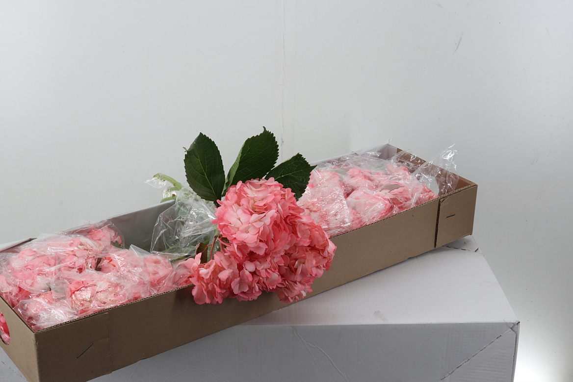 Hydrangea 60cm 15Ø