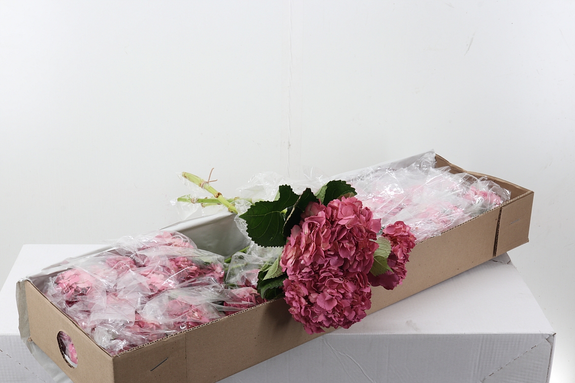 Hydrangea 60cm 15Ø