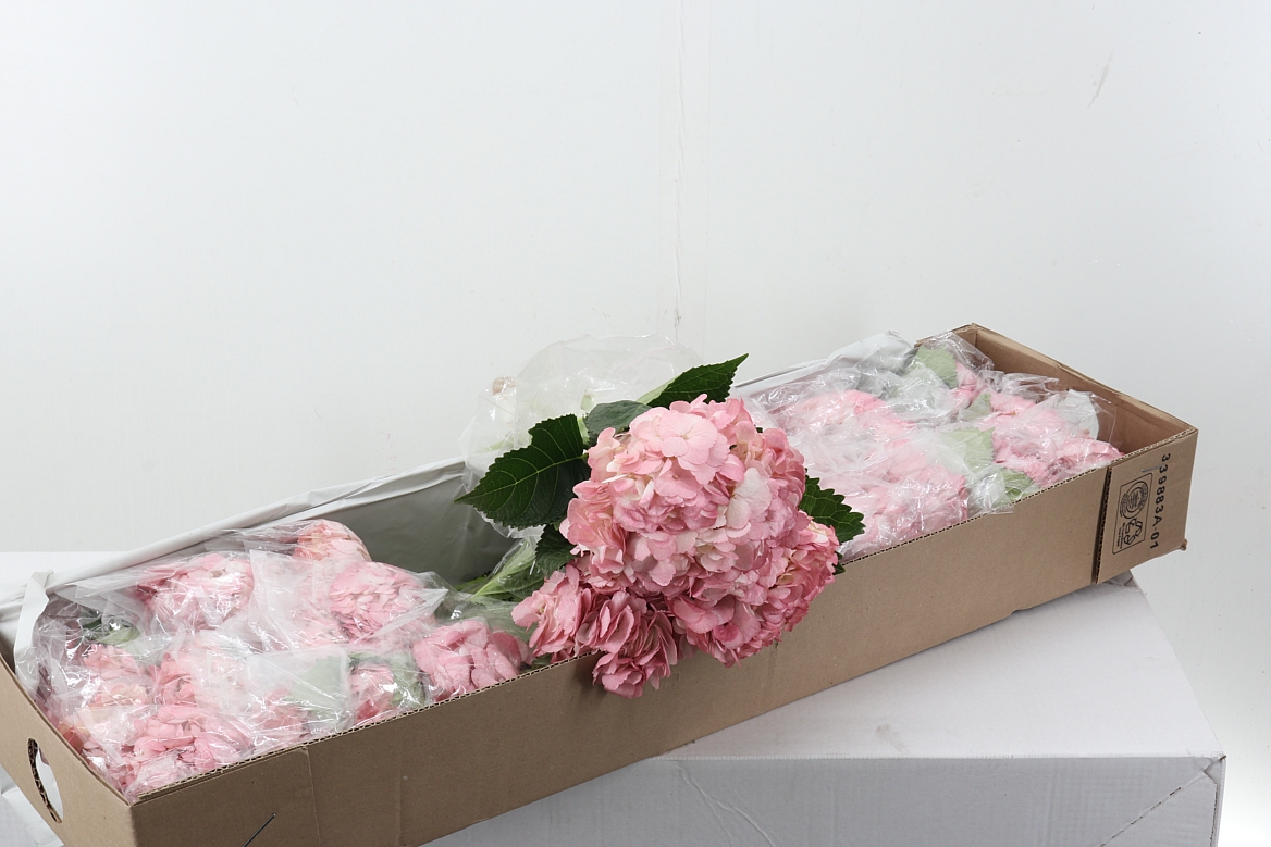 Hydrangea 60cm 15Ø