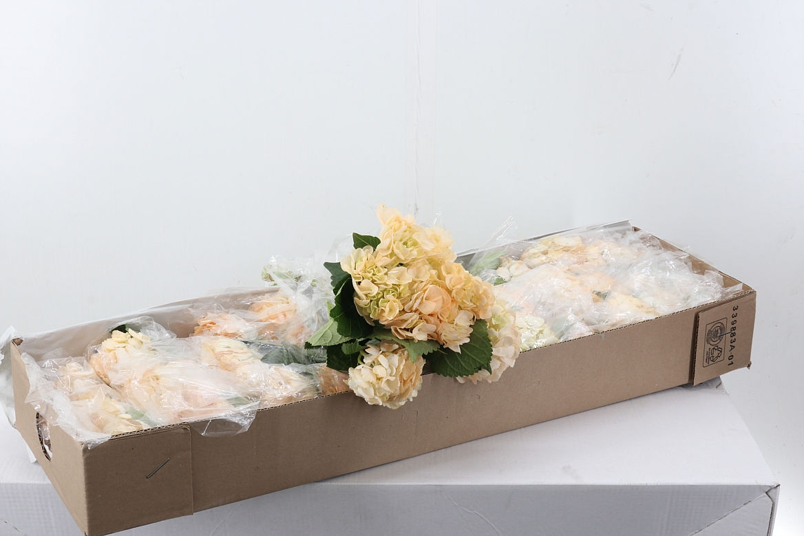 Hydrangea 60cm 15Ø