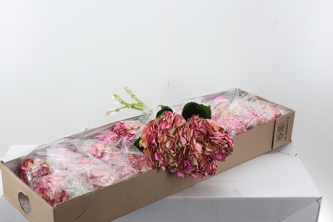 Hydrangea 60cm 15Ø