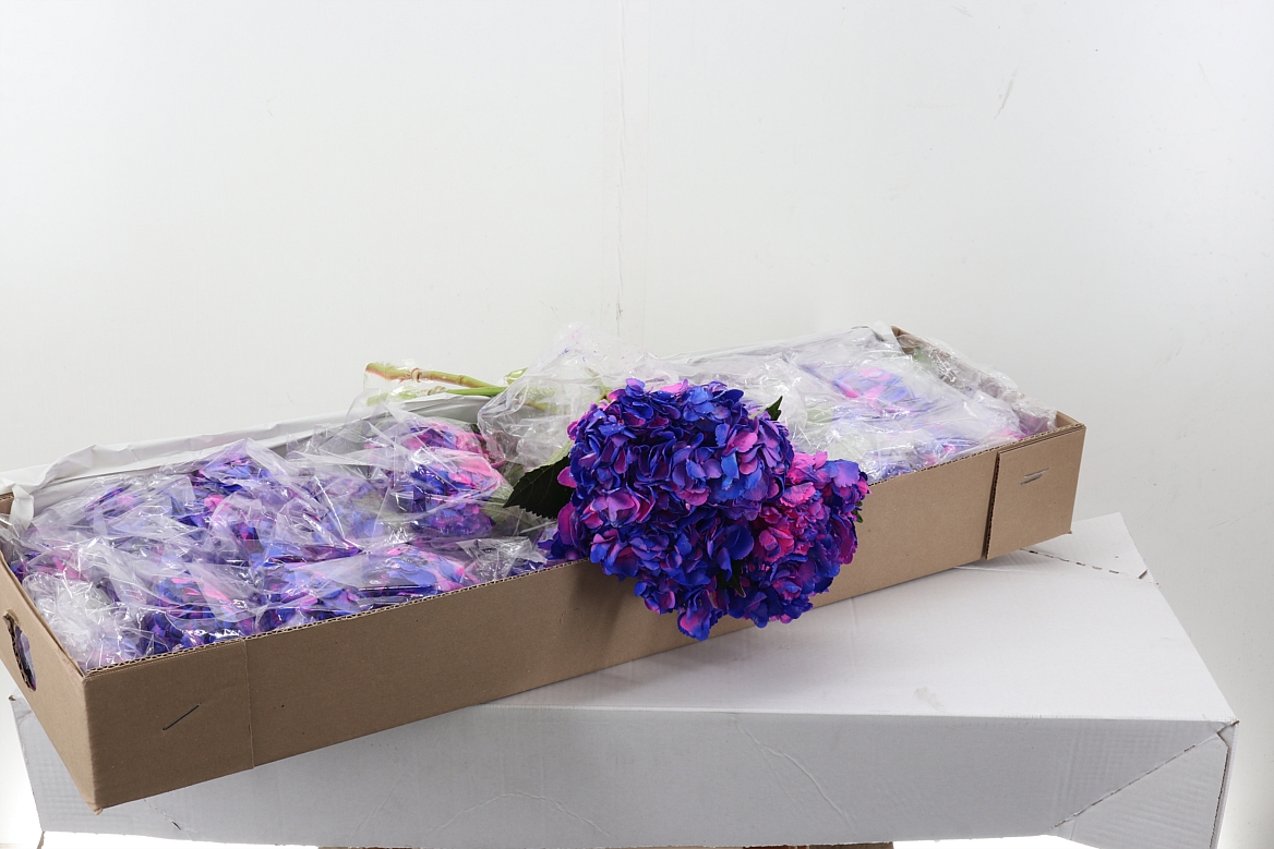 Hydrangea 60cm 15Ø