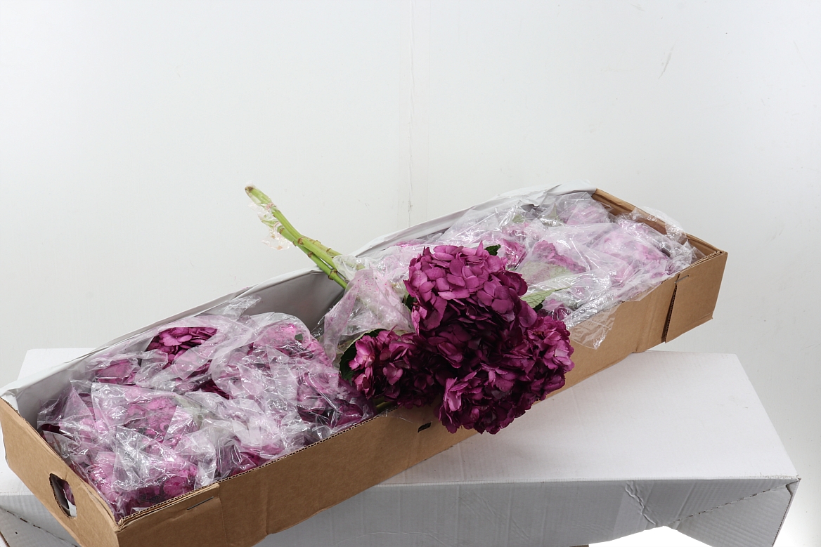 Hydrangea 60cm 15Ø