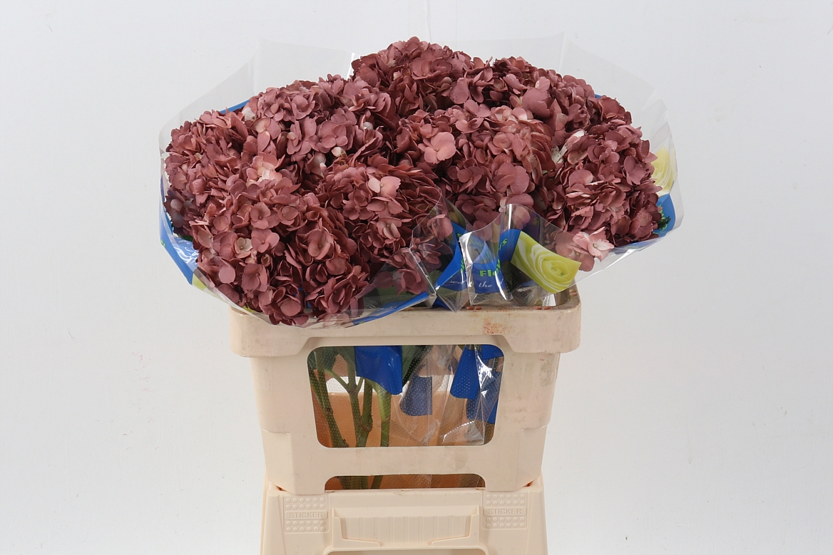Hydrangea 60cm 15Ø