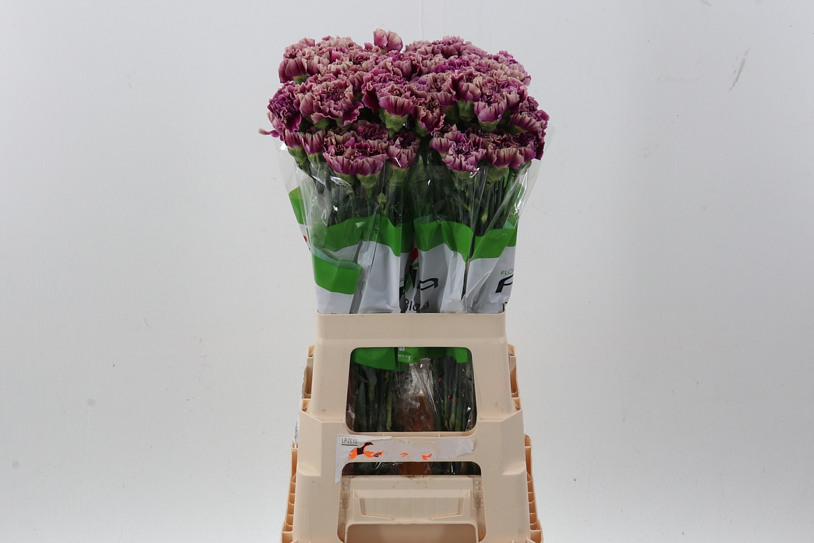 Dianthus Single Talisman 70cm