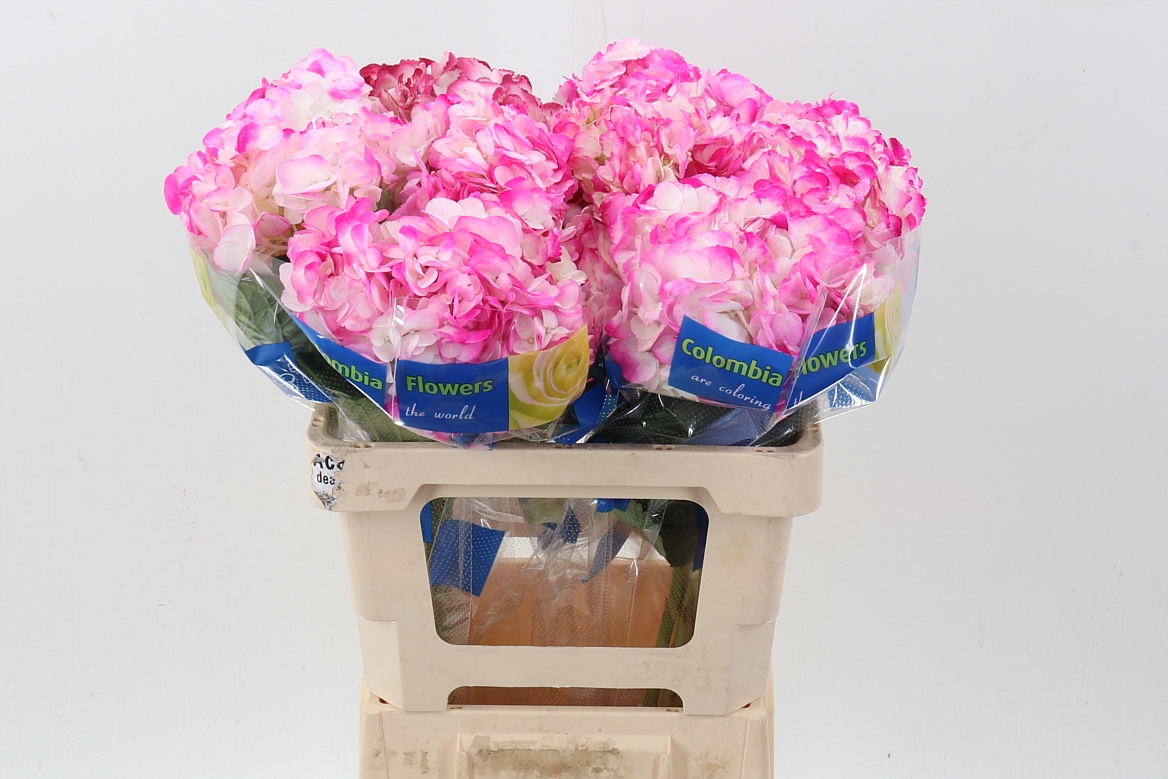 Hydrangea 60cm 15Ø