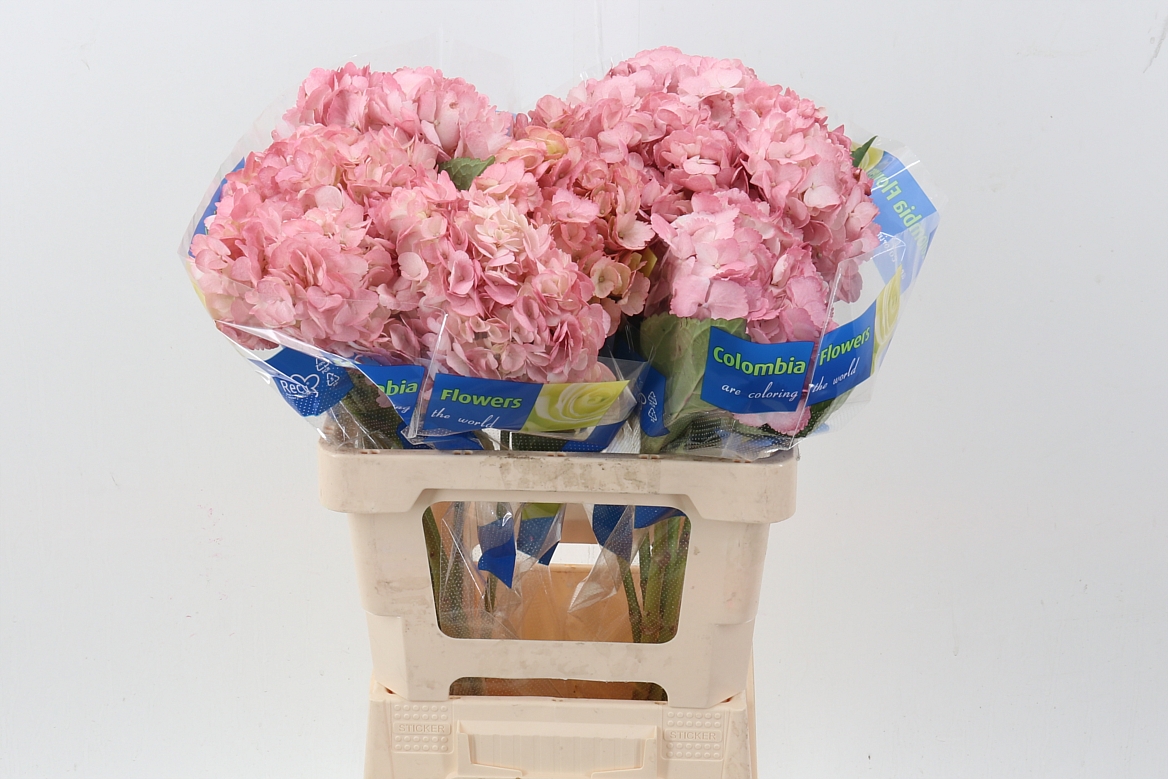 Hydrangea 60cm 15Ø