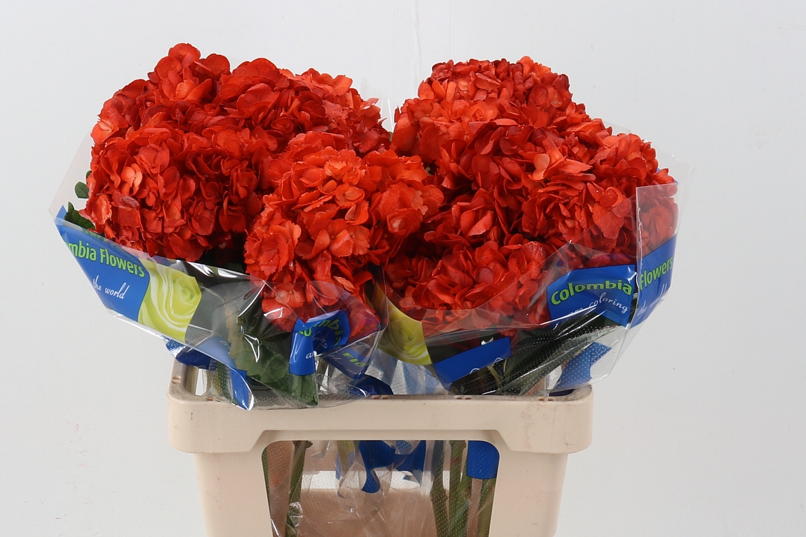 Hydrangea 60cm 15Ø
