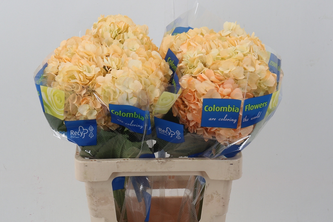 Hydrangea 60cm 15Ø