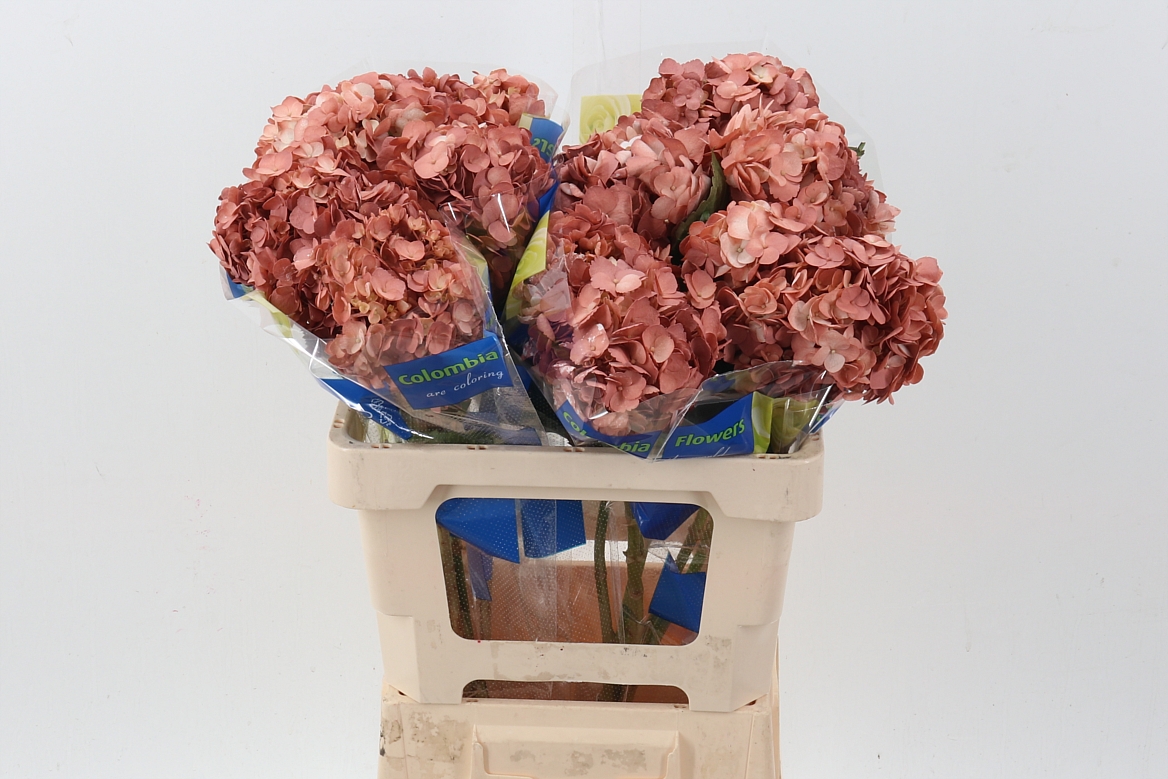 Hydrangea 60cm 15Ø