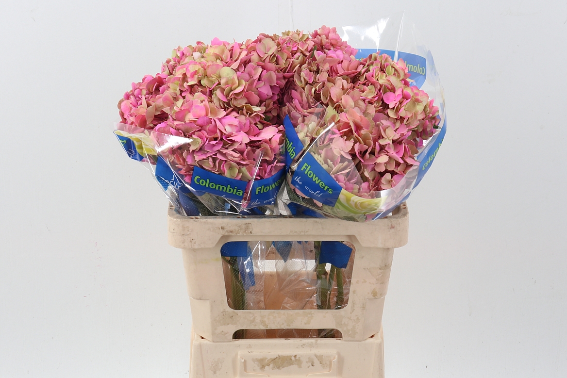 Hydrangea 60cm 15Ø