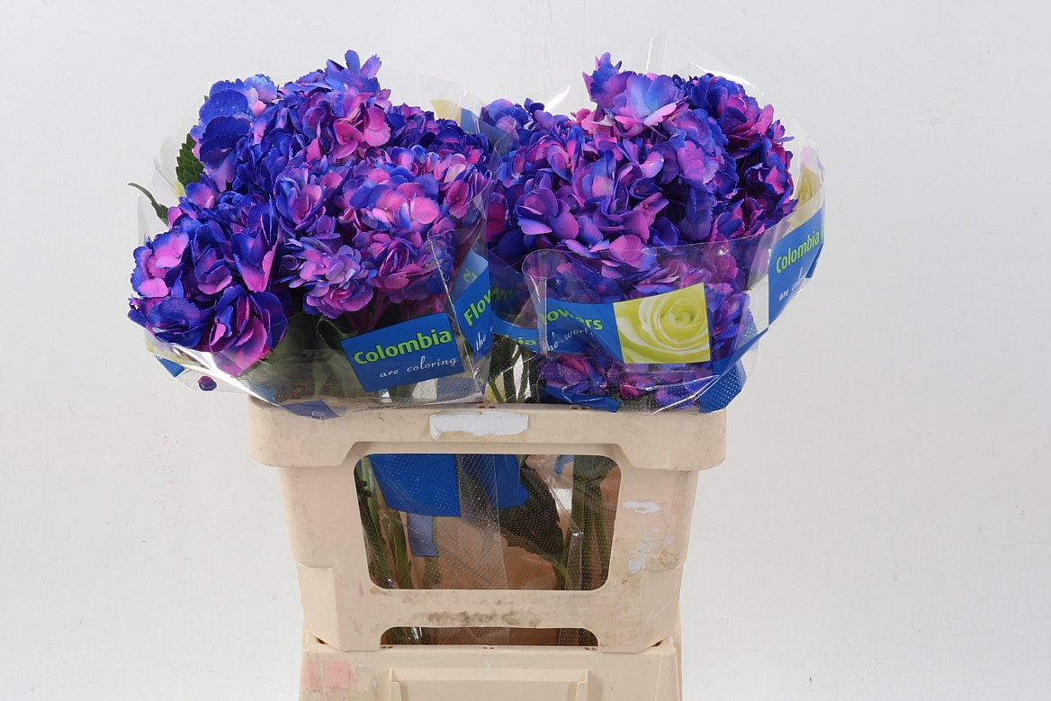 Hydrangea 60cm 15Ø