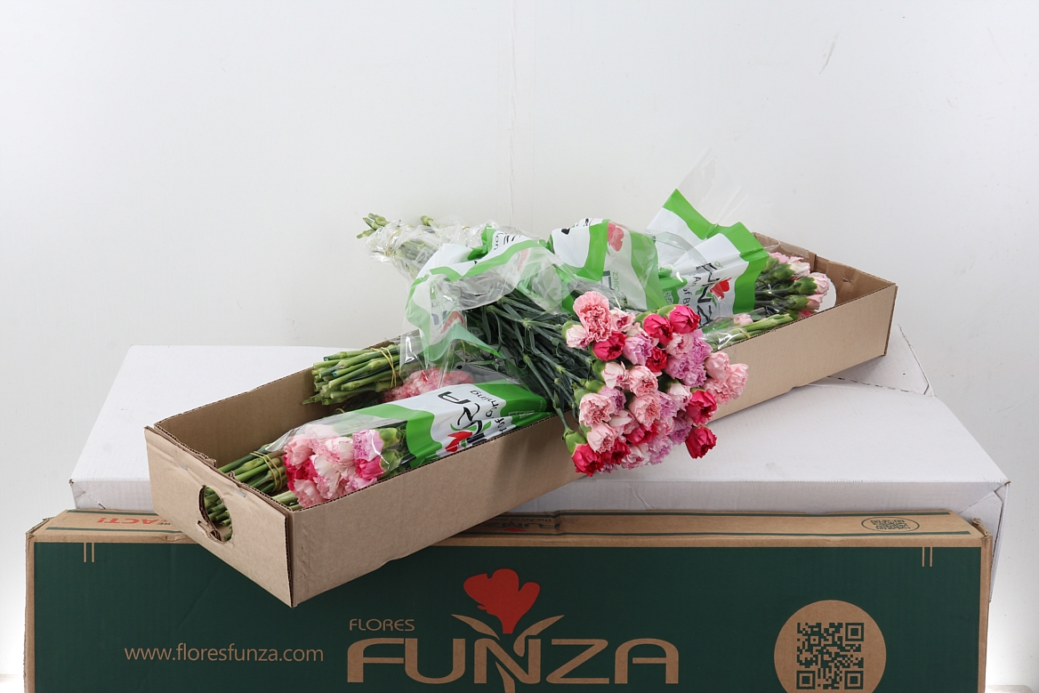 Di St Rainbow Pink Box
