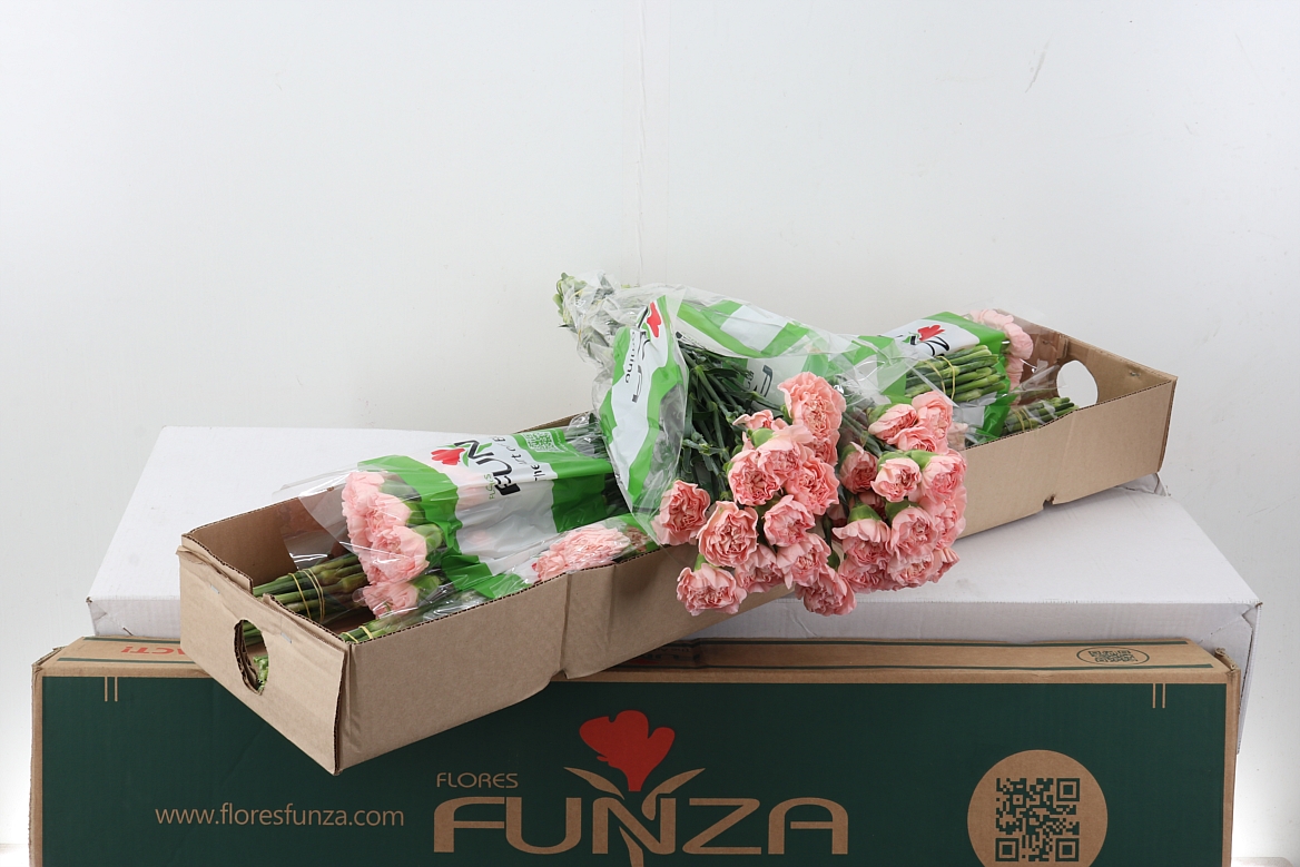 Dianthus Single Eternal Love 70cm
