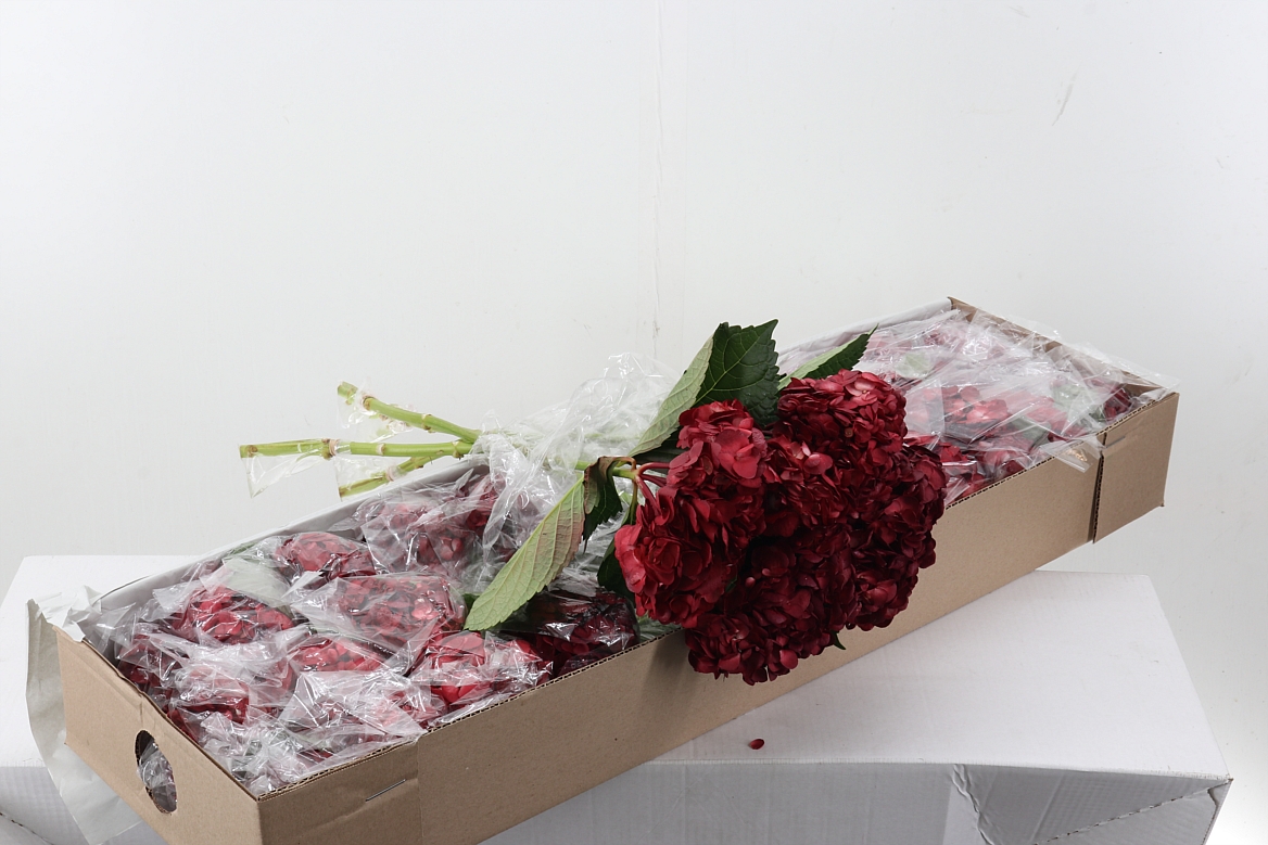 Hydr Smokey Crimson Box