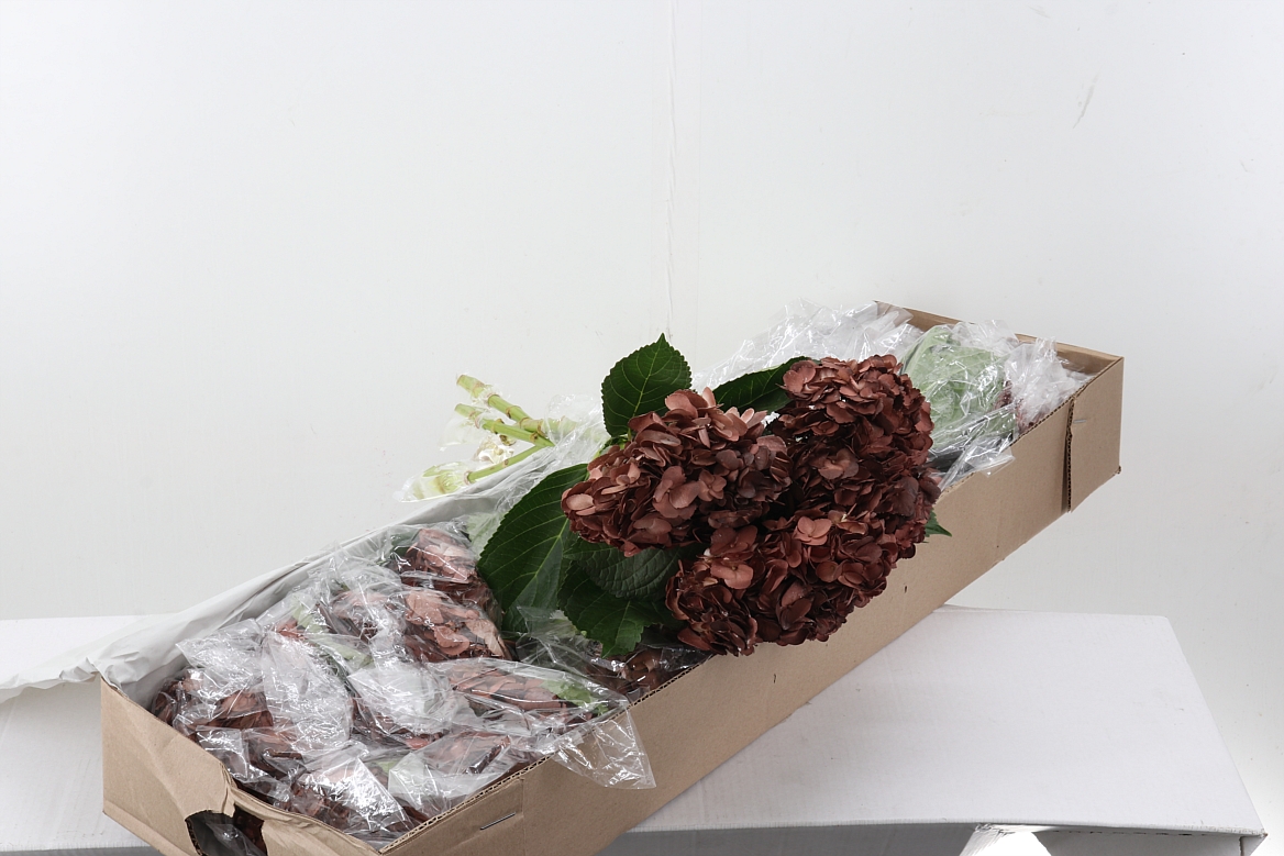 Hydrangea 60cm 15Ø
