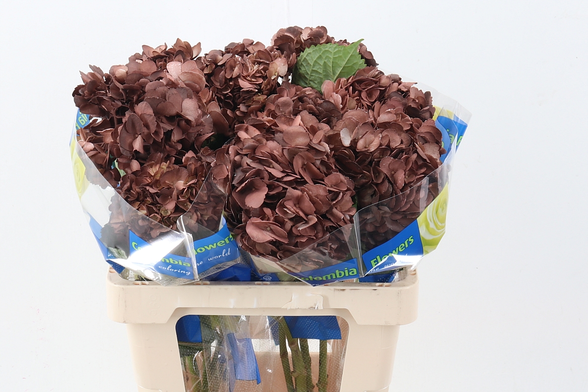 Hydrangea 60cm 15Ø