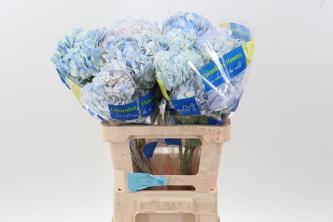 Hydrangea Painted Light Lila 60cm 13-15cm Hd