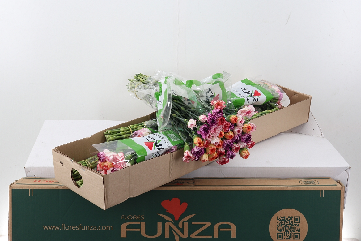 Dianthus Single Mix 70cm