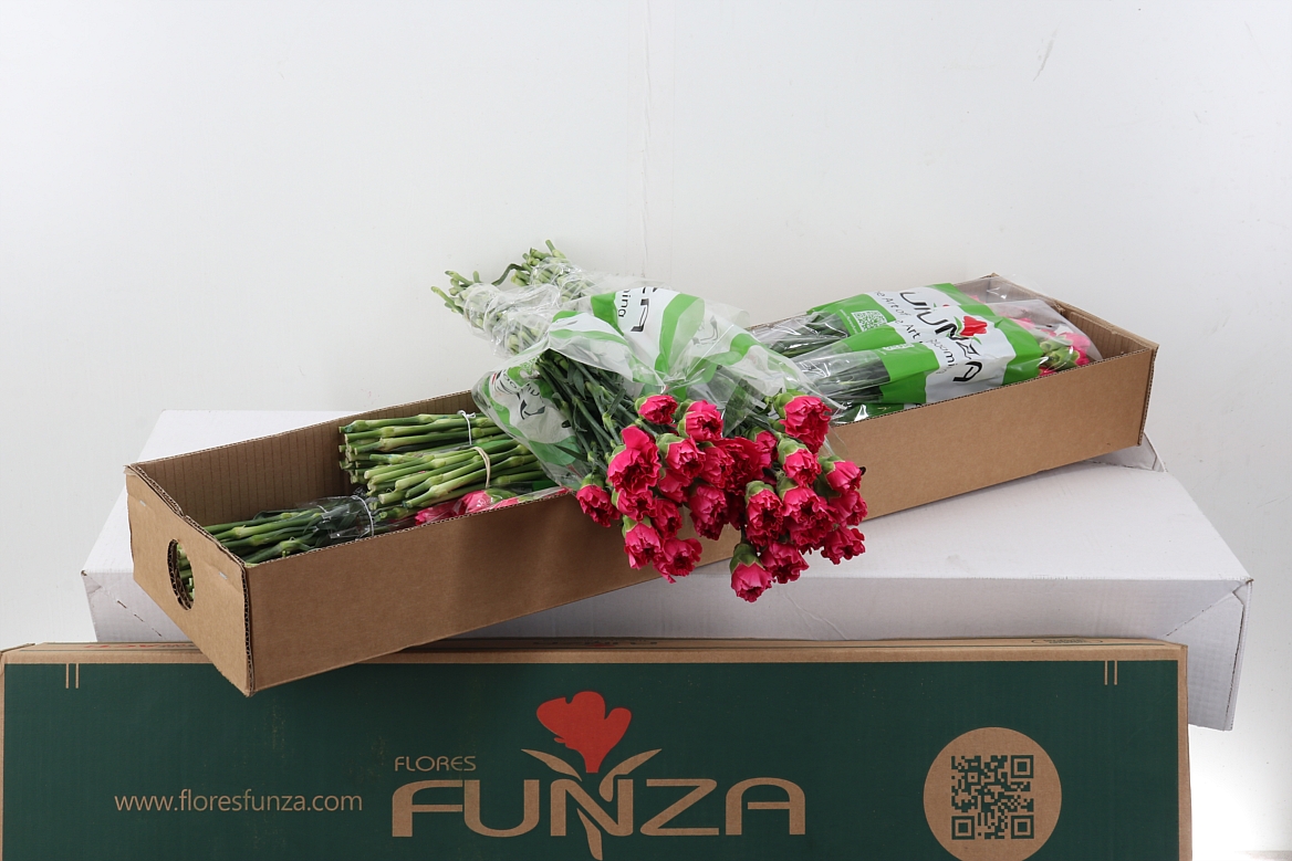 Dianthus Single Mozart 70cm