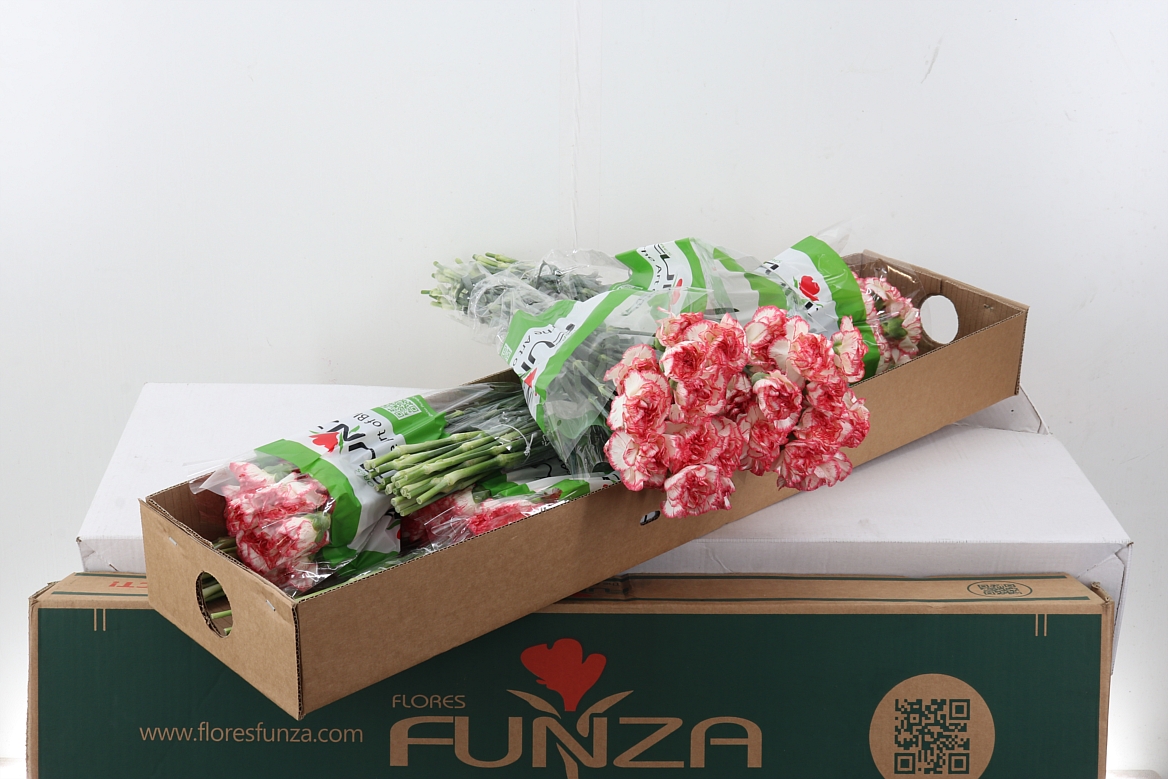 Di St Happy Conference Box