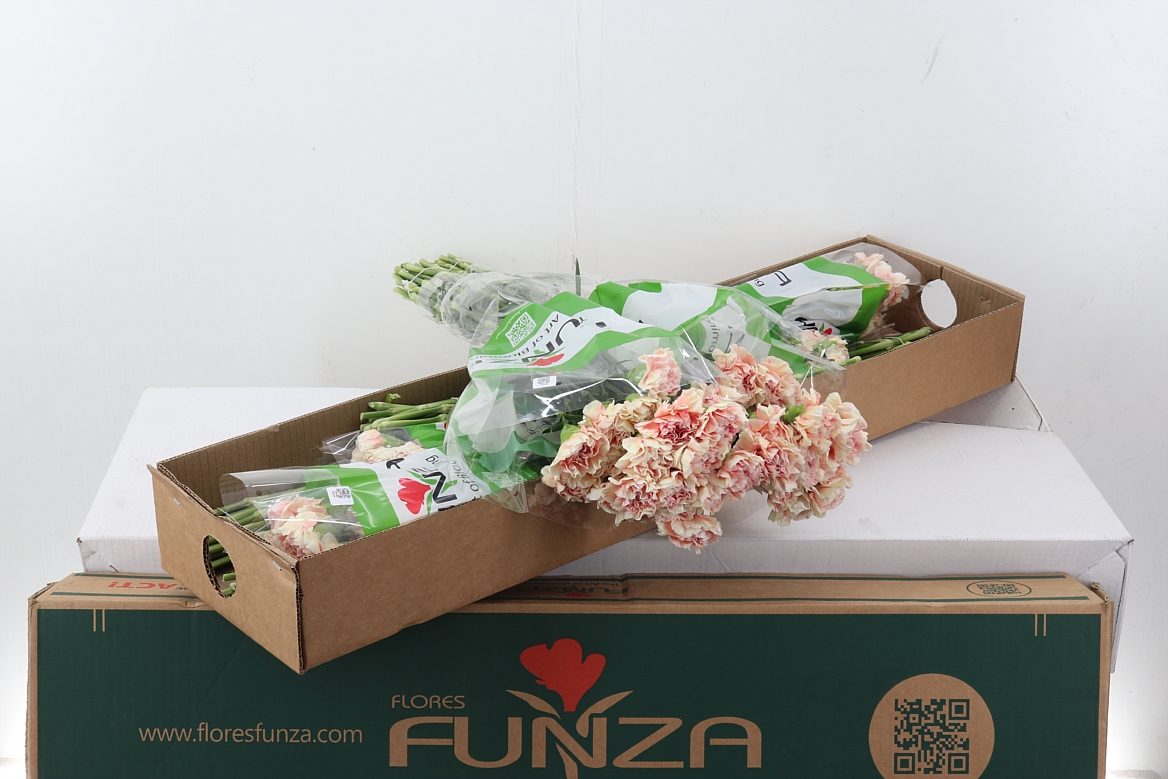Di St Pink Cuddle Box