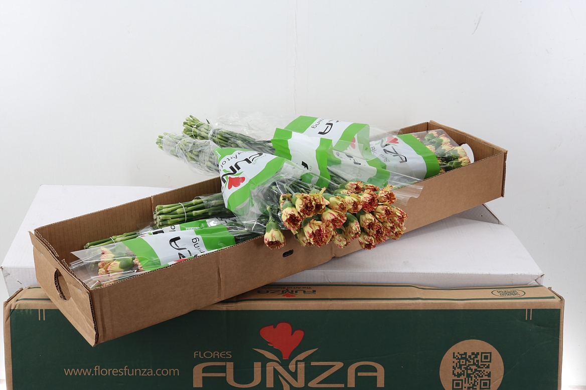 Di St Salamandra Box
